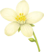 Flor Cítrica